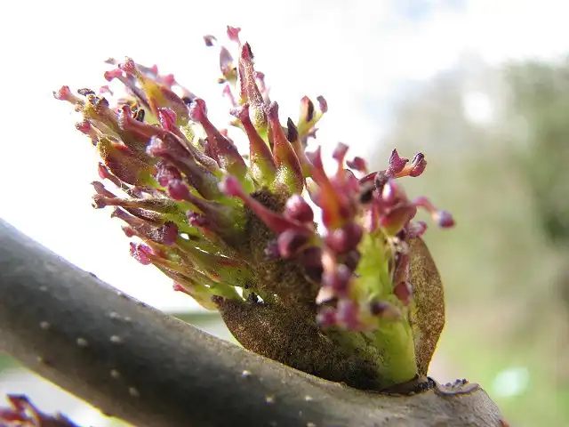 Photo of Acer pseudoplatanus (Acer pseudoplatanuss)