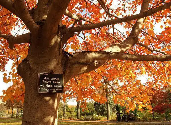 Photo of Acer rubrum (Acer rubrums)