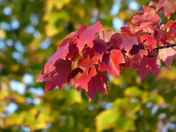 Photo of Acer rubrum (Acer rubrums)