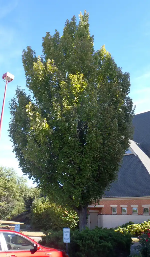 Photo of Acer rubrum - 'Bowhall' Form:Jim Robbins