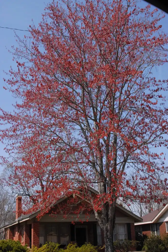 Photo of Acer rubrum - Fruit Form:Jim Robbins
