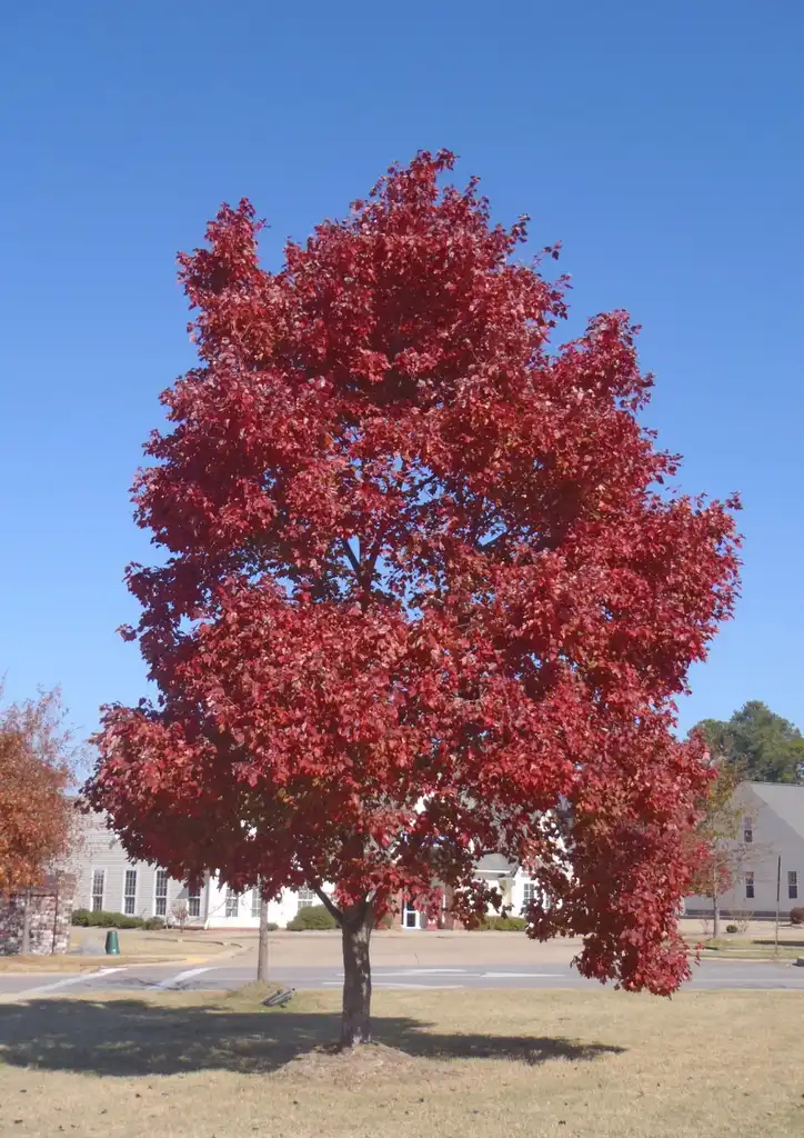 Photo of Acer rubrum - 'October Glory' Fall Color Form:Jim Robbins