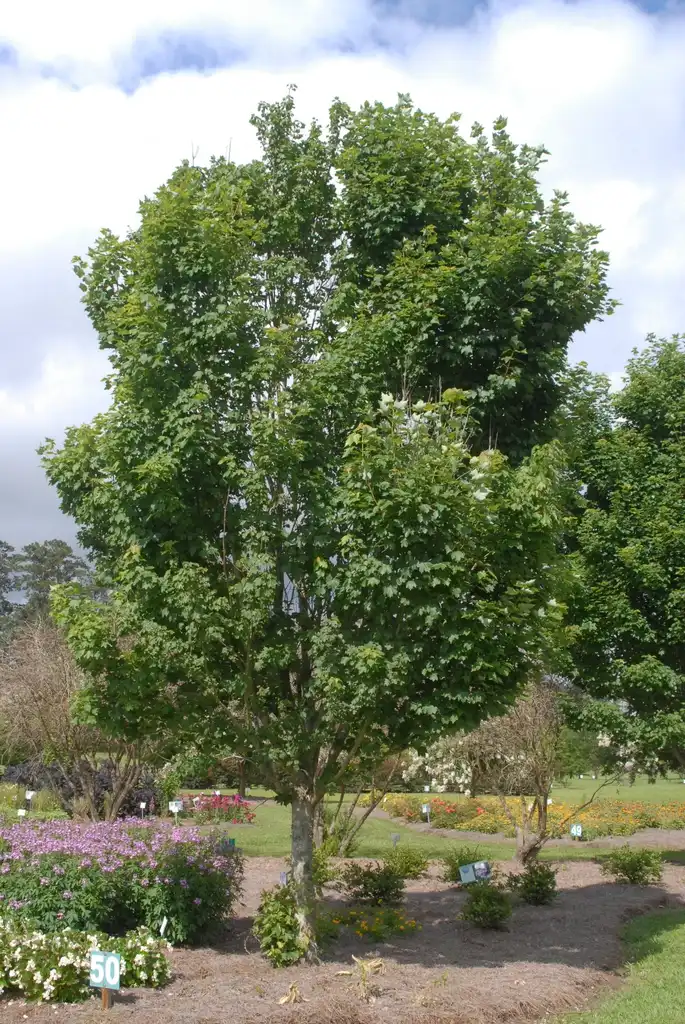 Photo of Acer rubrum - 'Brandywine' Full Form:Jim Robbins