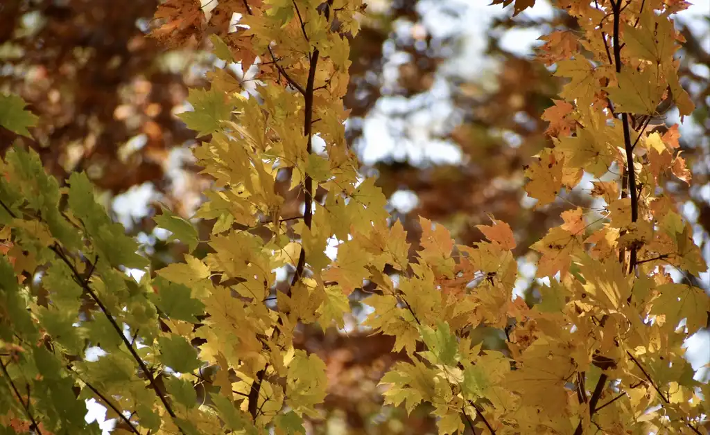 Photo of Acer rubrum - Leaves (Warren County,NC)-Late Fall:Cathy Dewitt