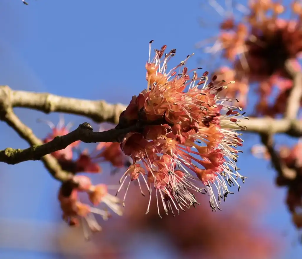 Photo of Acer rubrum - Flower Close-up (Wake County, NC)-Early Spring:Cathy Dewitt