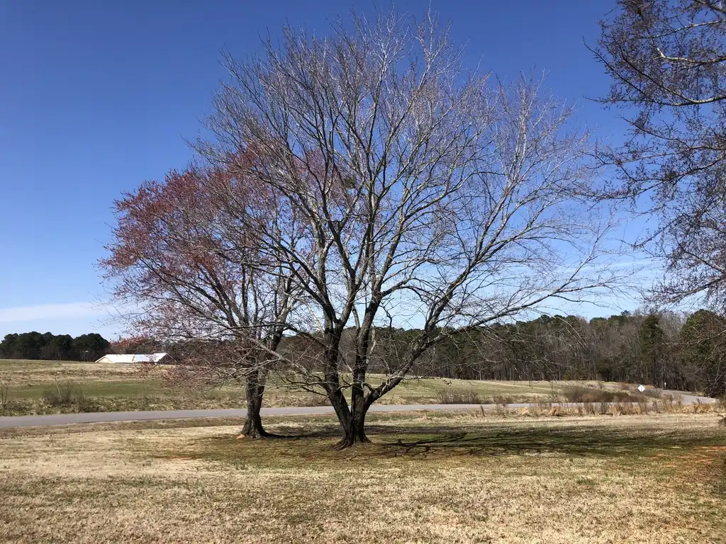 Photo of Acer rubrum - Form (Warren County, NC)-Early Spring:Cathy Dewitt