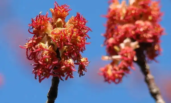 Photo of Acer rubrum - Female flowers:Wendy Cutler