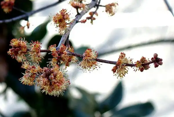 Photo of Acer rubrum - Male flowers:Wendy Cutler