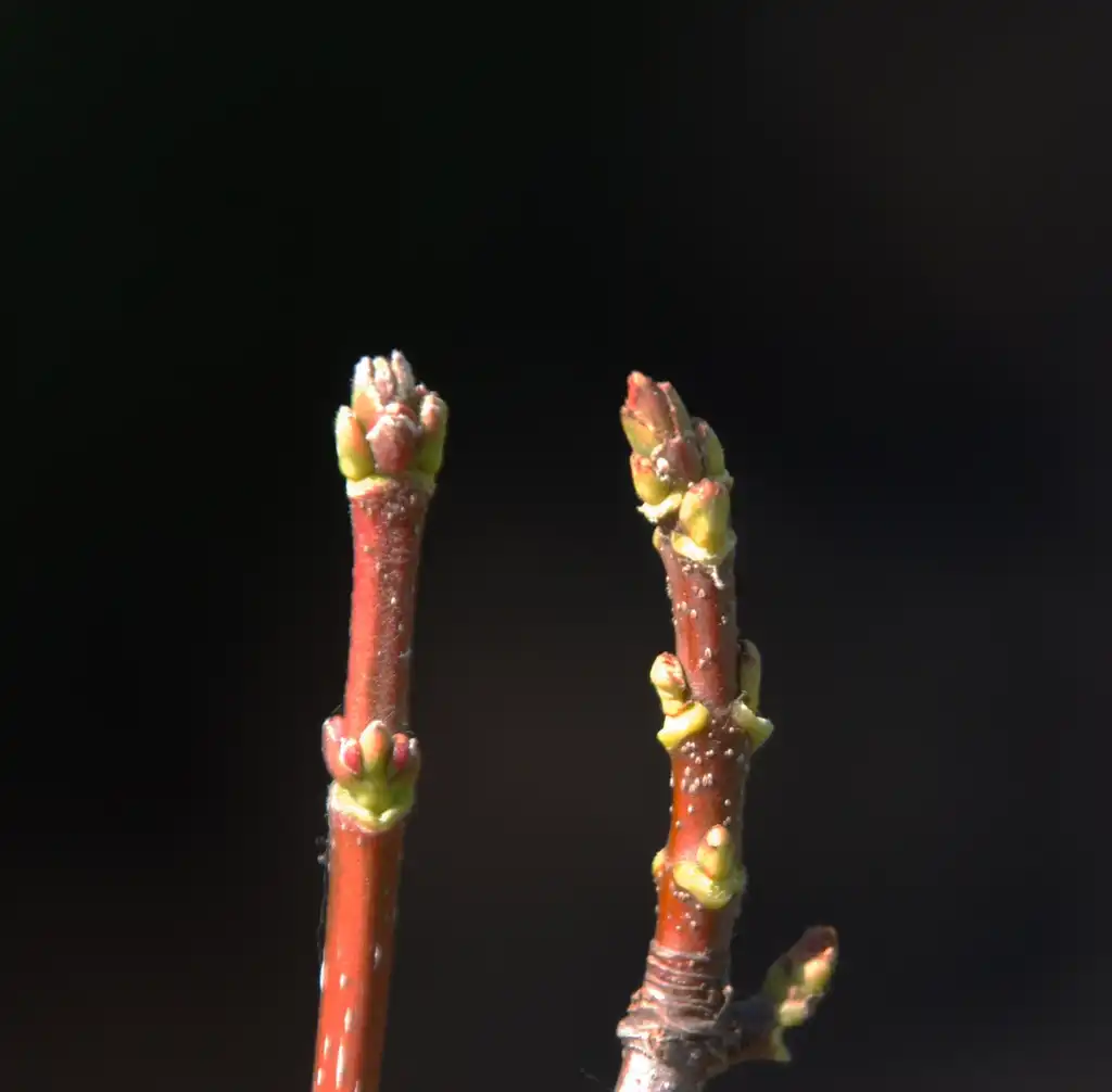 Photo of Acer rubrum - Bud:Jim Robbins