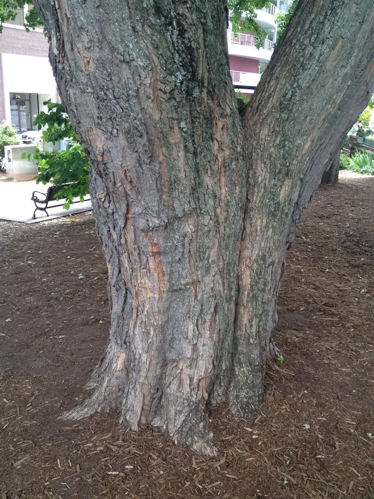 Photo of Acer rubrum - Bark (Ashville, NC):Jim Robbins