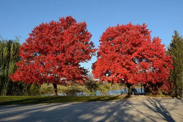 Photo of Acer rubrum - Whole tree:Janetandphil