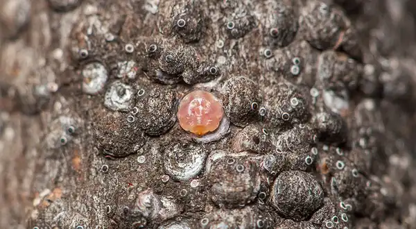 Photo of Acer rubrum - Gloomy scale:Matt Bertone