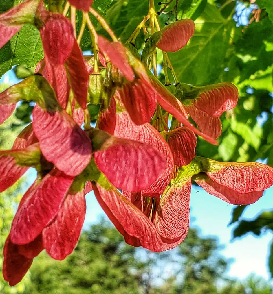 Photo of Acer rubrum - Double-winged samaras have a red color.:Carol Jacobs-Carre