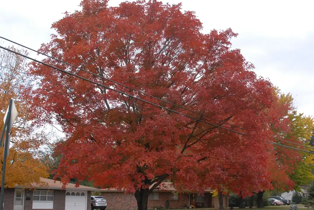 Photo of Acer rubrum - Fall Color:Jim Robbins