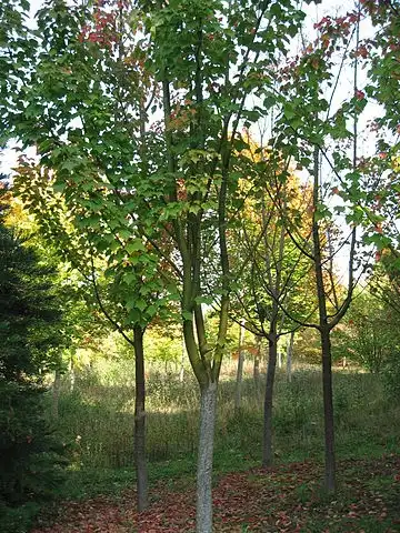 Photo of Acer rufinerve (Acer rufinerves)