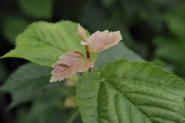 Photo of Acer rufinerve (Acer rufinerves)