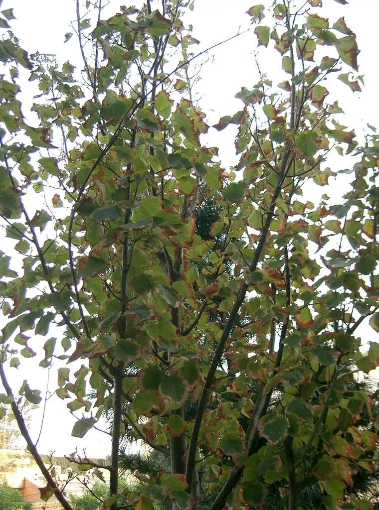 Photo of Acer rufinerve - Acer rufinerve:KENPEI