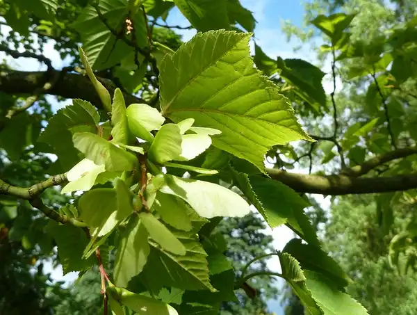 Photo of Acer rufinerve - Acer rufinerve seeds:Photo by Wendy Cutler