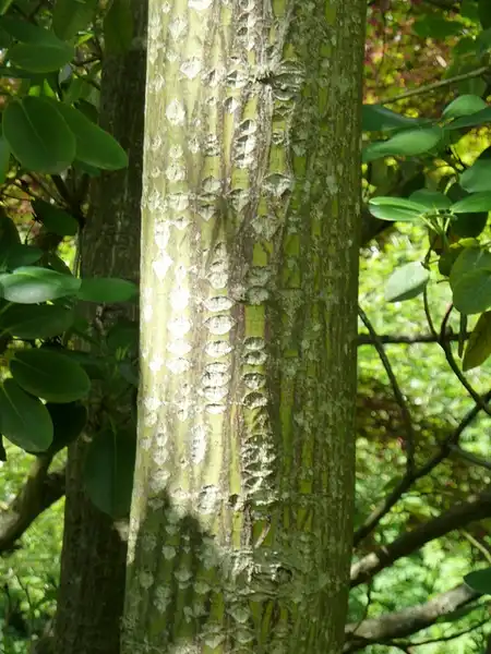 Photo of Acer rufinerve - Acer rufinerve bark pattern:Photo by Wendy Cutler