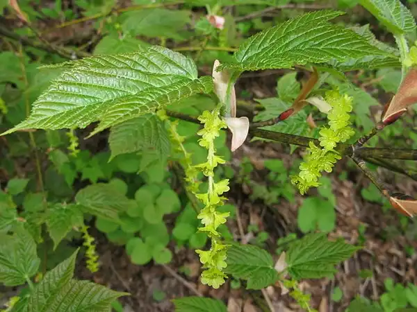 Photo of Acer rufinerve - Acer rufinerve flowers:Photo by Quert 1234