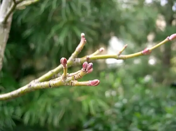 Photo of Acer rufinerve - Acer rufinerve buds:Photo by Kenpei