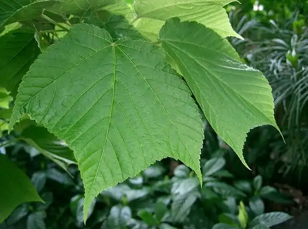 Photo of Acer rufinerve - Acer rufinerve leaf detail:Photo by Kenpei