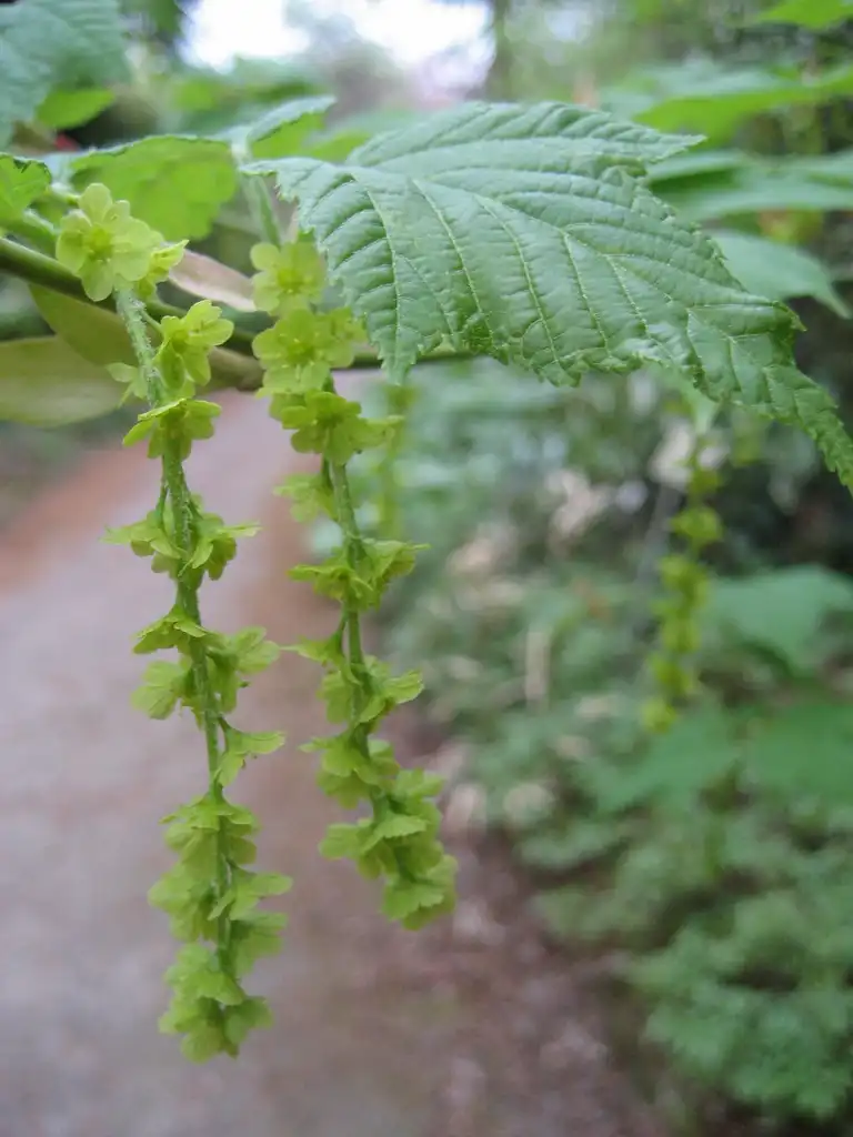 Photo of Acer rufinerve - Acer rufinerve Flower:Christian Hummert (Ixitixel)