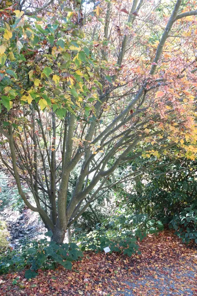 Photo of Acer rufinerve - Acer rufinerve:Daderot