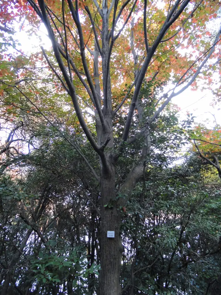 Photo of Acer rufinerve - Acer rufinerve:Daderot