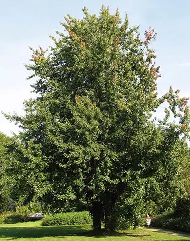 Photo of Acer saccharinum (Acer saccharinums)