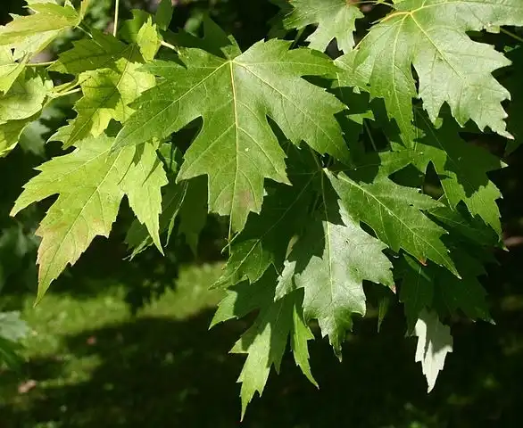 Photo of Acer saccharinum (Acer saccharinums)