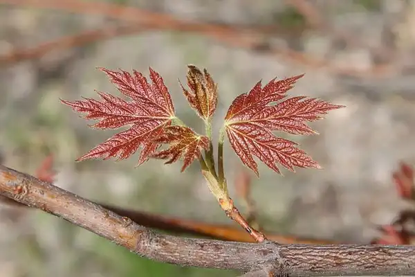 Photo of Acer saccharinum - New foliage:Crusier