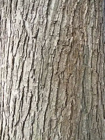 Photo of Acer saccharinum - Older bark:Dimìtar Nàydenov