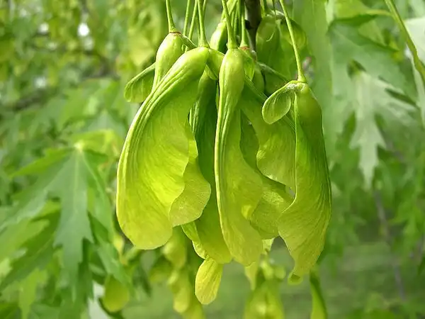 Photo of Acer saccharinum - Samaras (fruits):Jason Sturner