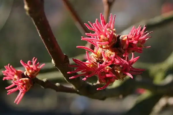 Photo of Acer saccharinum - Flowers:Photo by Sten Porse