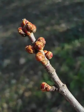 Photo of Acer saccharinum - Buds:Dimìtar Nàdenov