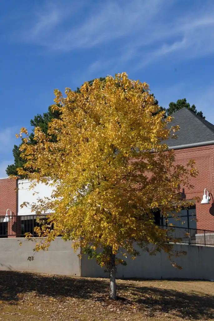 Photo of Acer saccharinum - Full tree yellow fall color:Jim Lawrence