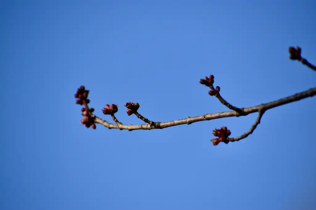 Photo of Acer saccharinum - Flower and Stem (Warren County,NC)-Early Spring:Cathy Dewitt