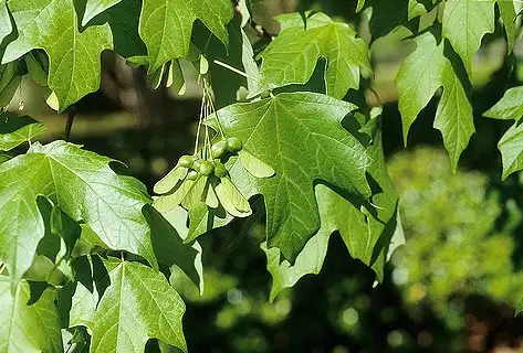 Photo of Acer saccharum subsp. floridanum (Acer saccharum subsp. floridanums)