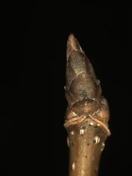 Photo of Acer saccharum subsp. floridanum - Buds:Bruce Kirchoff