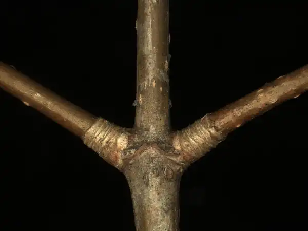 Photo of Acer saccharum subsp. floridanum - Nodes:Bruce Kirchoff