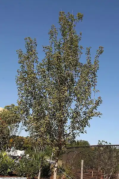Photo of Acer saccharum subsp. floridanum - Form:David J. Stang