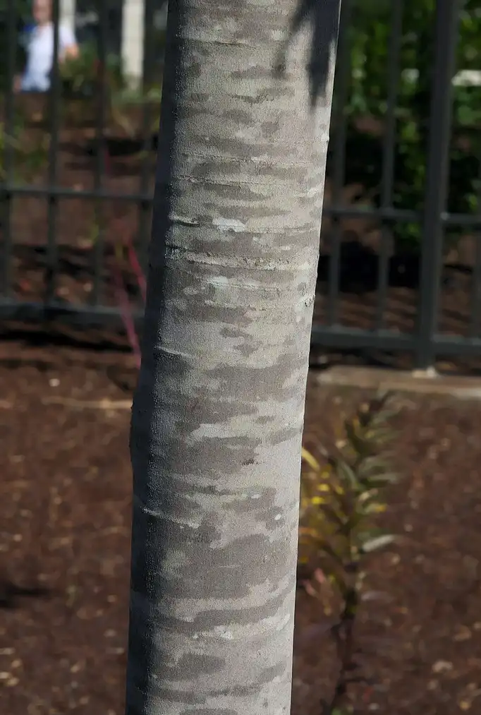 Photo of Acer saccharum subsp. floridanum - bark:David J. Stang