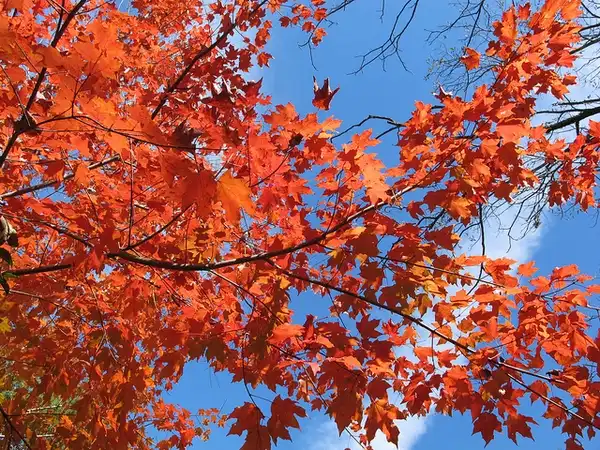 Photo of Acer saccharum subsp. leucoderme (Acer saccharum subsp. leucodermes)