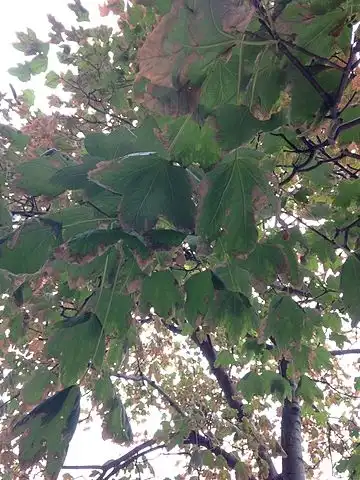 Photo of Acer saccharum subsp. leucoderme (Acer saccharum subsp. leucodermes)