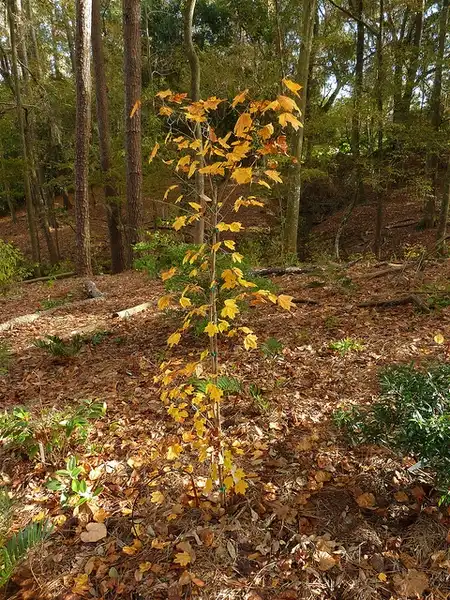 Photo of Acer saccharum subsp. leucoderme - Acer leucoderme habit:Eleanor