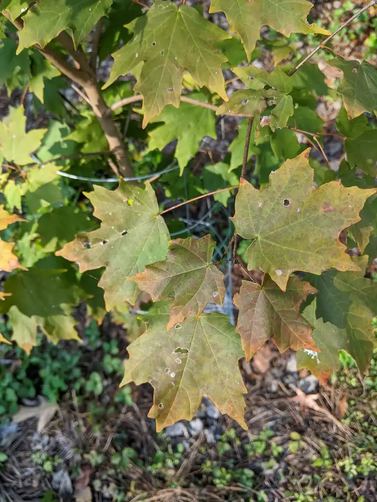 Photo of Acer saccharum subsp. leucoderme - Leaf detail (Cabarrus County, NC)-Late Fall:Hope Duckworth