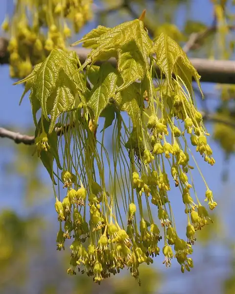 Foto de Acer saccharum subsp. nigrum (Acer saccharum subsp. nigrums)