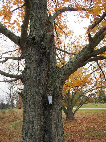 Foto de Acer saccharum subsp. nigrum (Acer saccharum subsp. nigrums)