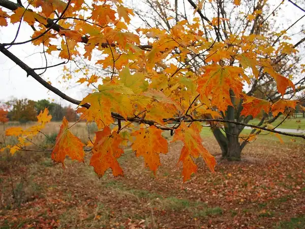 Foto de Acer saccharum subsp. nigrum - Acer nigrum fall leaves:F. D. Richards
